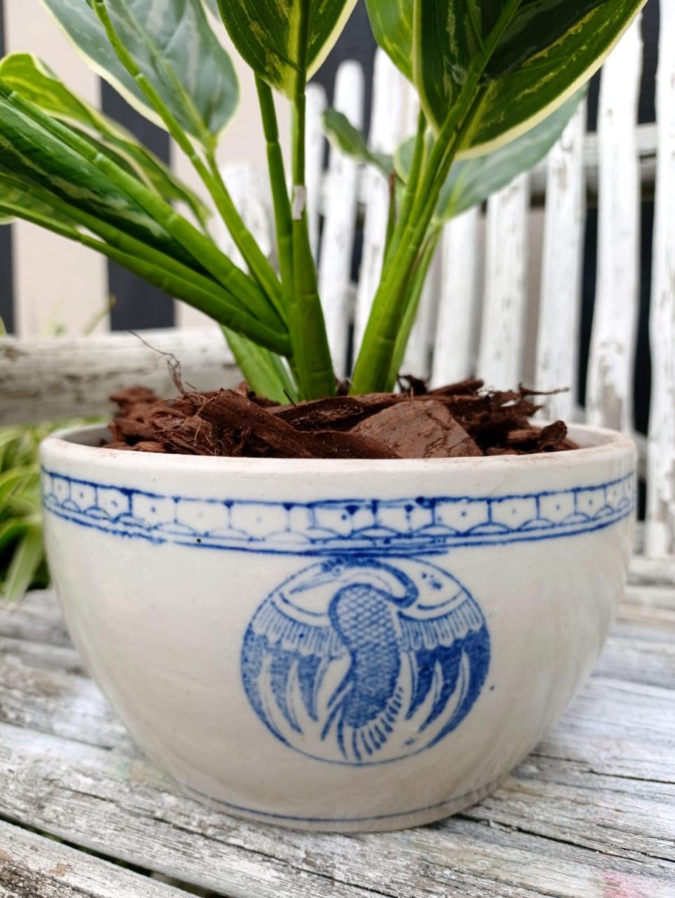 aglaonema botanical plant arrangement with decorative pot 1