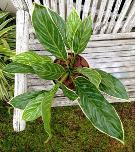aglaonema botanical plant arrangement with decorative pot 2