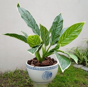 aglaonema botanical plant arrangement with decorative pot