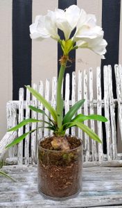 amaryllis botanical plant arrangement in cylindrical glass bowl