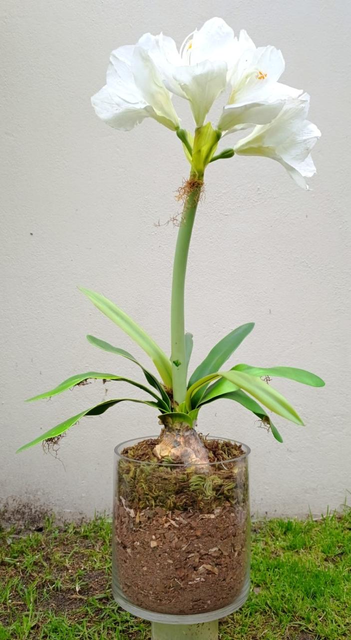 amaryllis botanical plant arrangement in cylindrical glass bowl 2