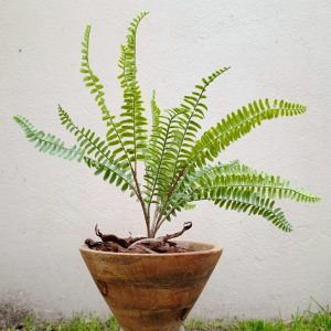 Boston Fern Botanical Arrangement