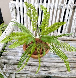 boston fern botanical plant arrangement in wooden bowl