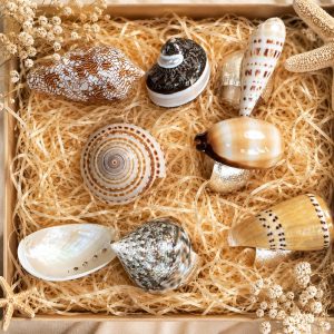 Coastal Shell Napkin Ring Set