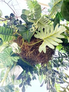 hanging kokedama botanical greenery arrangement with rope 1