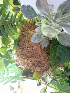 hanging kokedama botanical greenery arrangement with rope 2