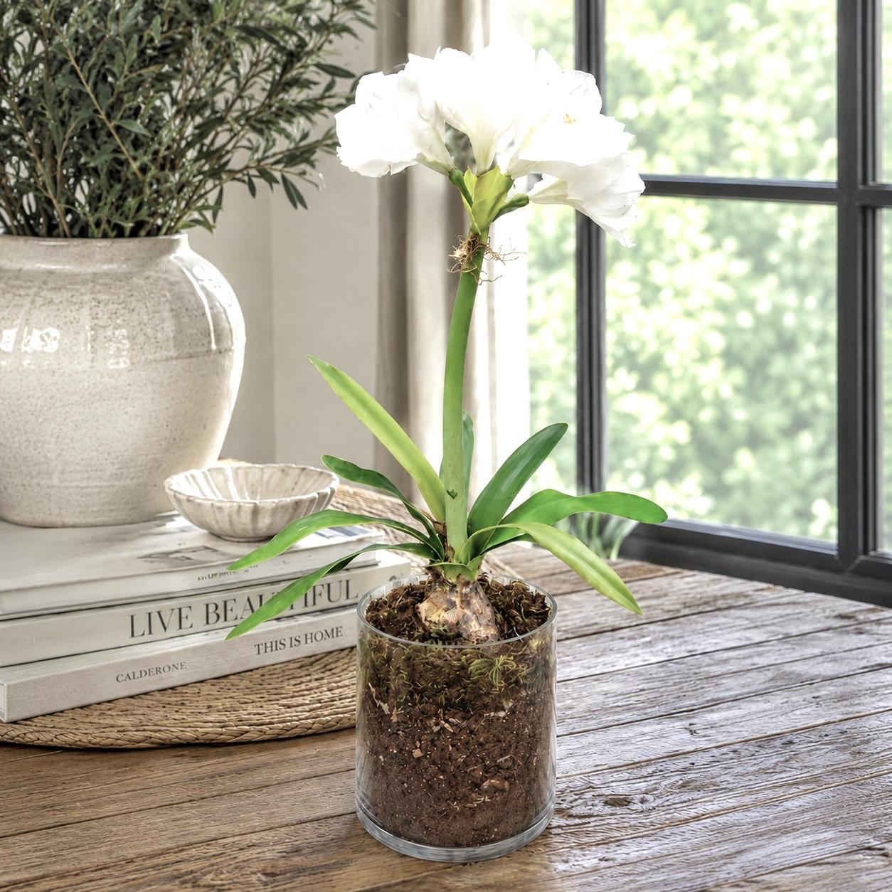 Botanical Arrangement