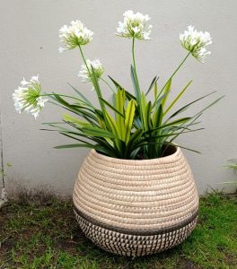 white agapanthus botanical plant arrangement with basket