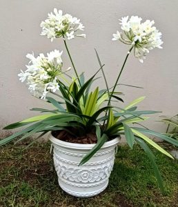 white agapanthus botanical plant arrangement with decorative container