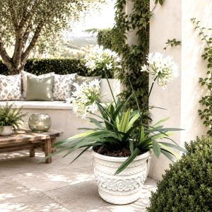 White Agapanthus Botanical Arrangement